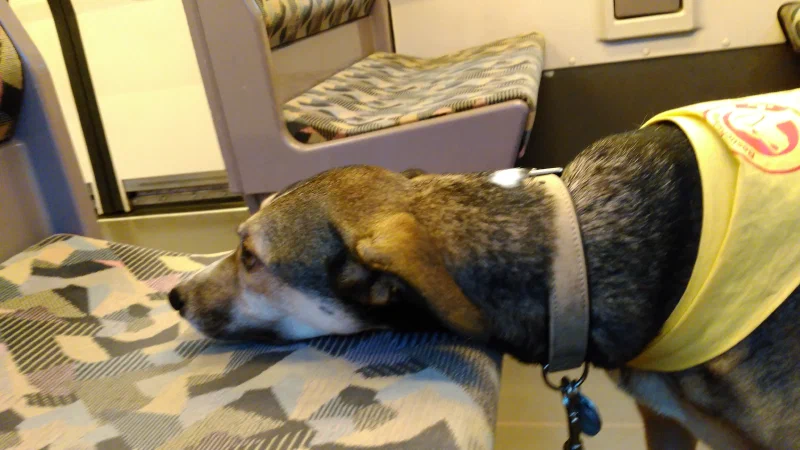 Rückfahrt vom Hundebesuch