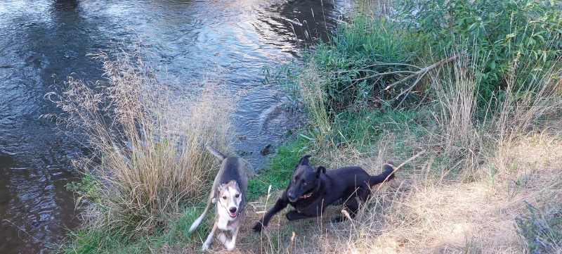 Toben am Fluss