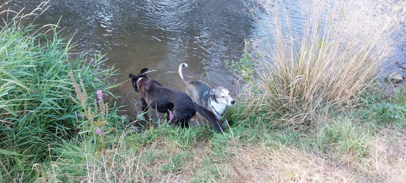 Abkühlung im Fluss