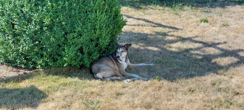 Im Schatten bei Hitze