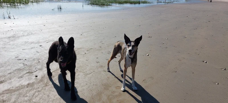 Am Elbstrand
