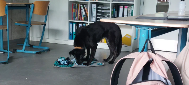Die Kinder haben Leckerlis versteckt