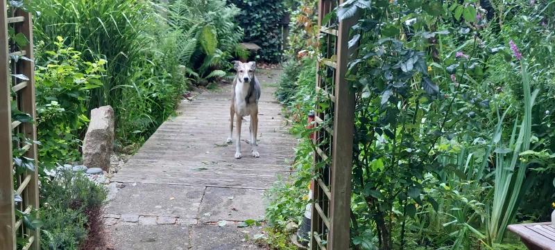 Im Garten