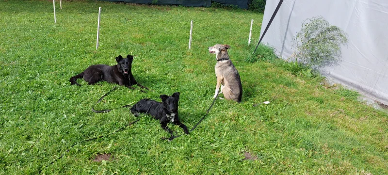 In der Hundeschule