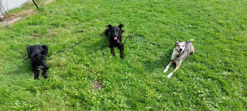 'Warten' üben! in der Hundeschule