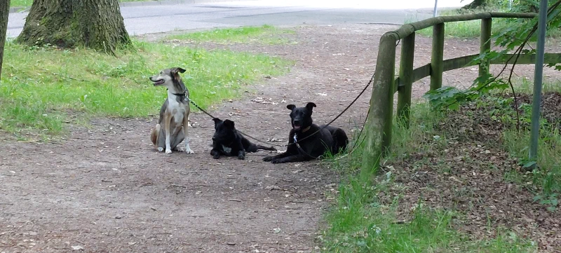 Training beim Spaziergang