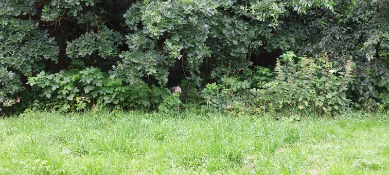 Versteckt am Baumrand