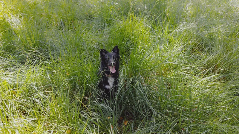 Kamea im Gras