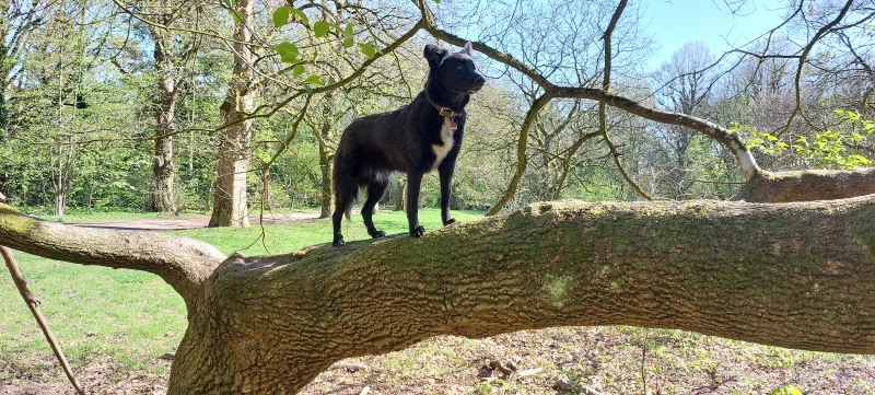 Auf dem Baum gesprungen