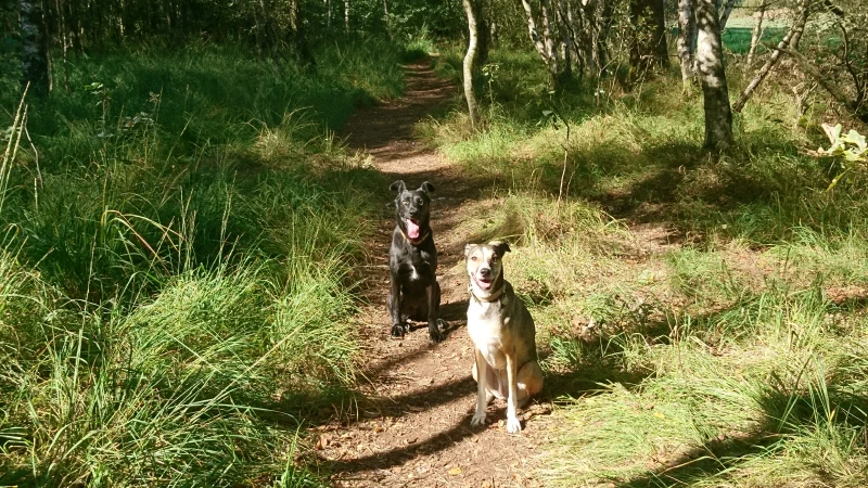 Beim Hundespaziergang