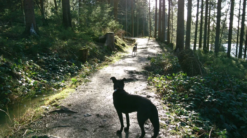 Urlaub im Wald