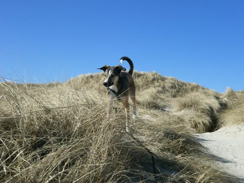 Urlaub an der See