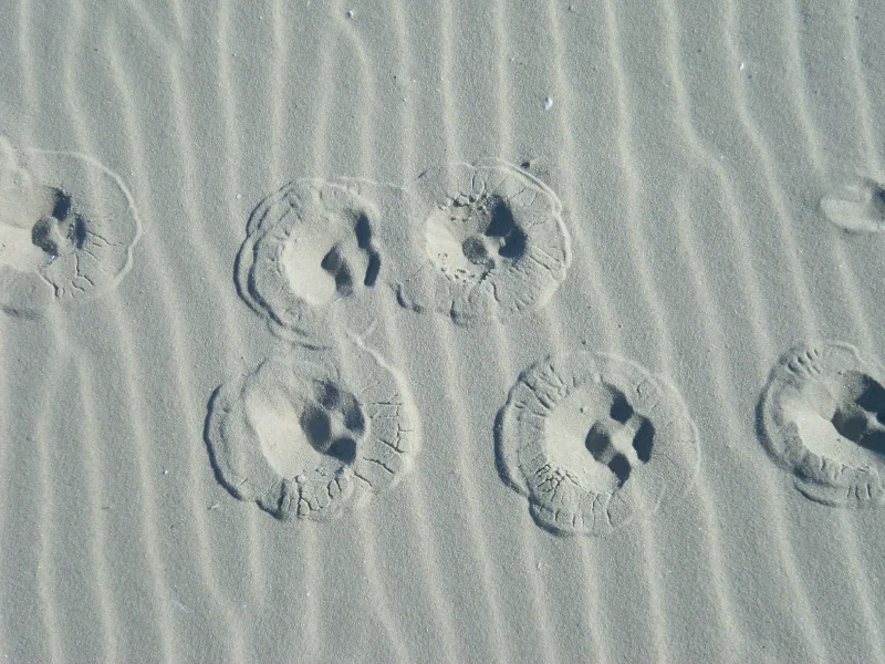 Spuren im Sand