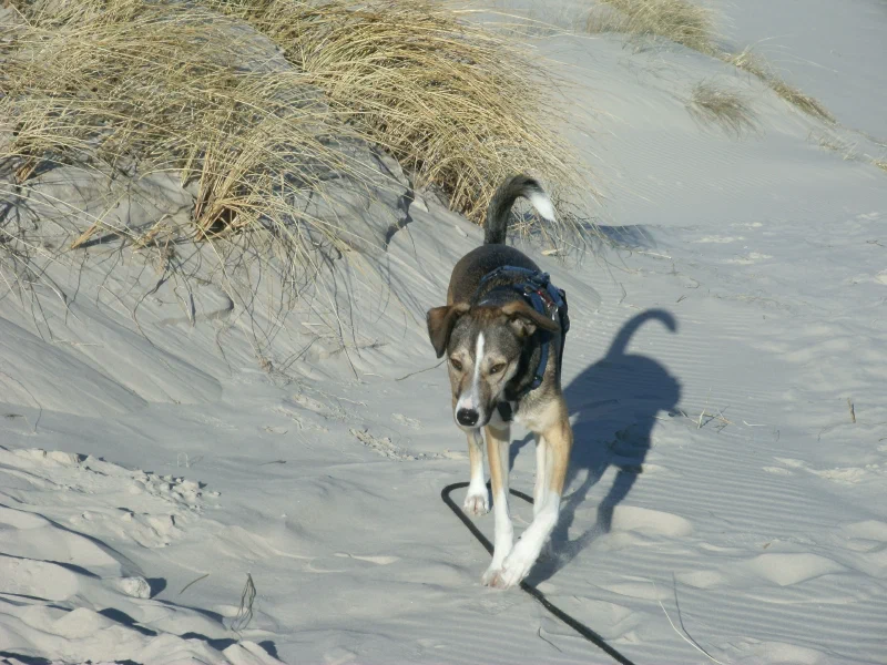 Lani am Strand