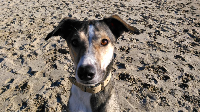 Lani am Elbstrand