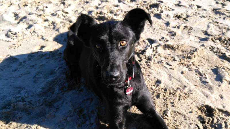 Ipa am Elbstrand