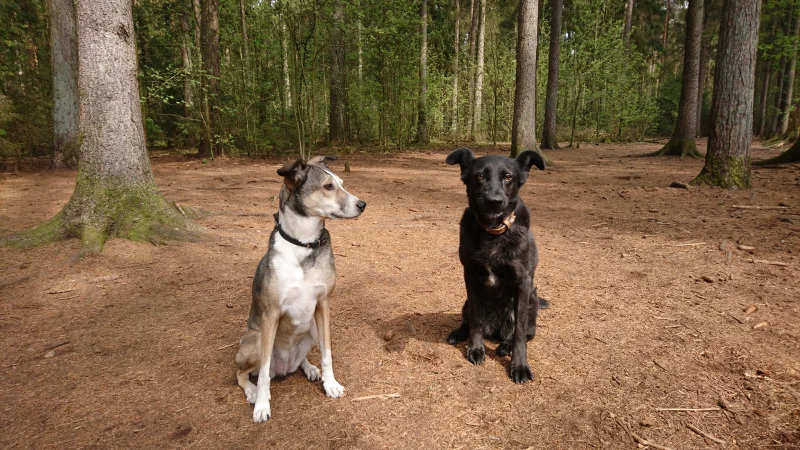 Posieren im Wald