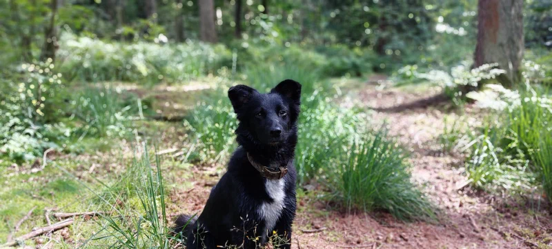 Kamea im Wald
