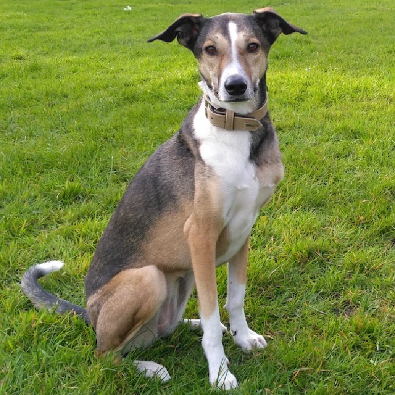 Lani